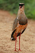 Crowned Lapwing