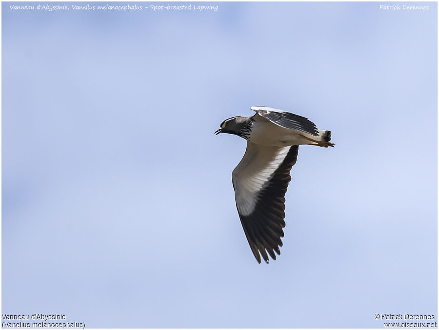 Spot-breasted Lapwingadult, Flight