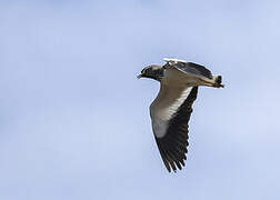 Spot-breasted Lapwing