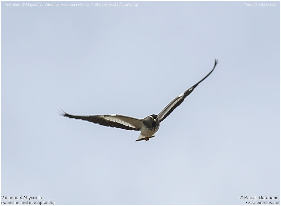 Spot-breasted Lapwingadult, Flight