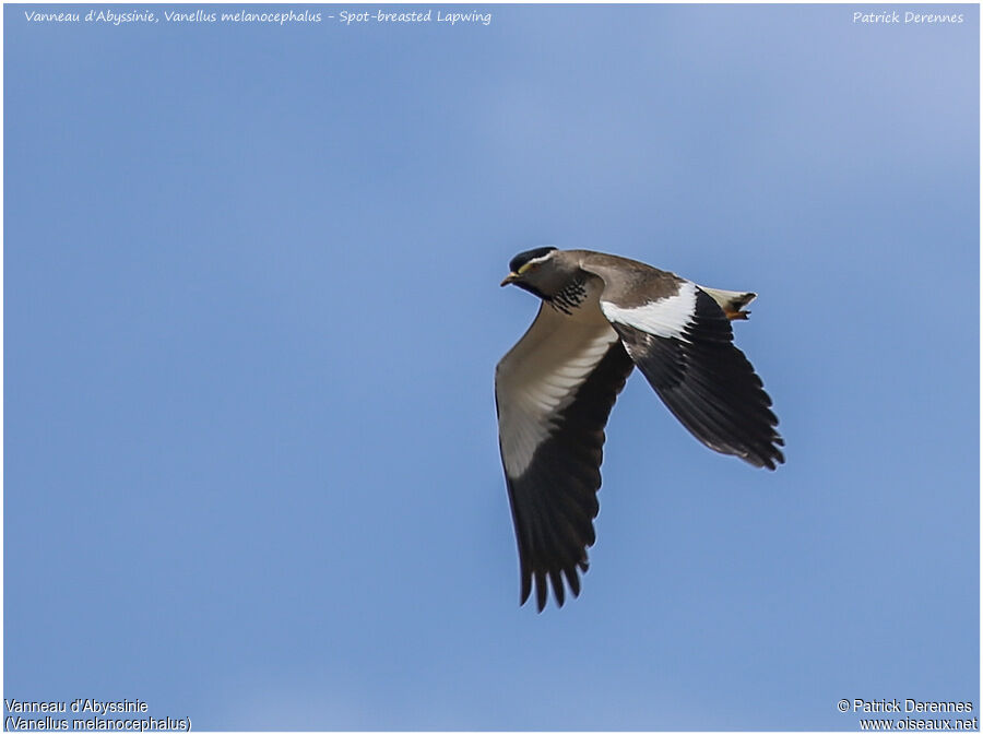 Spot-breasted Lapwingadult, Flight