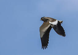 Spot-breasted Lapwing