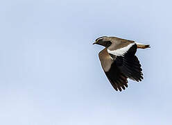 Spot-breasted Lapwing