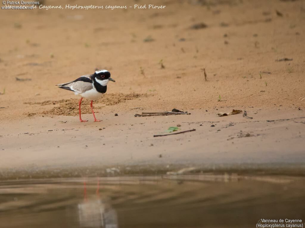 Pied Plover, identification, habitat