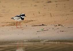 Pied Plover