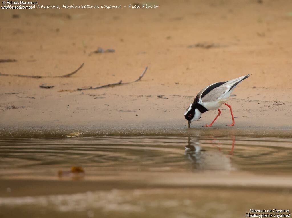 Vanneau de Cayenne, identification, habitat, pêche/chasse