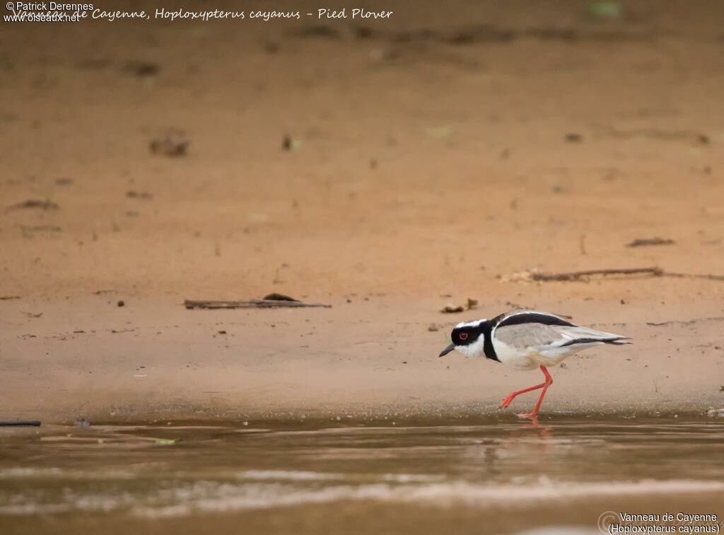 Vanneau de Cayenne, identification, habitat, marche