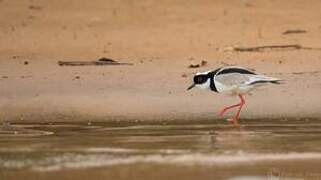 Pied Plover