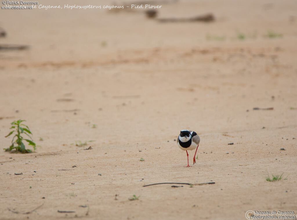 Pied Plover, identification, habitat, walking