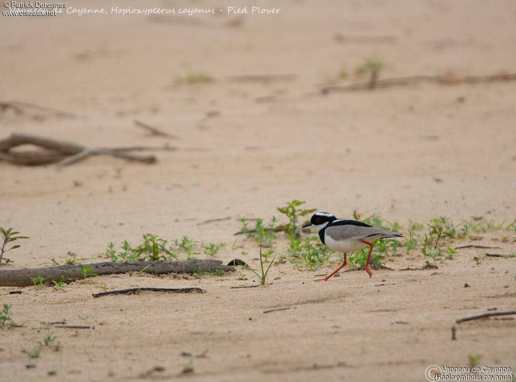 Pied Plover, identification, habitat, walking