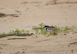 Pied Plover