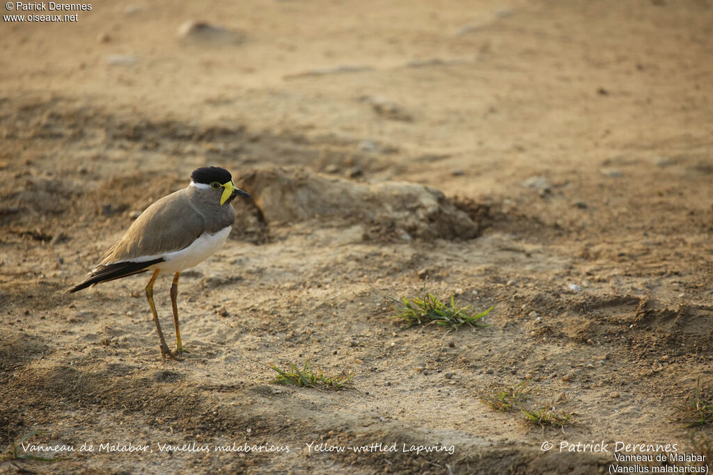 Yellow-wattled Lapwing, identification, habitat