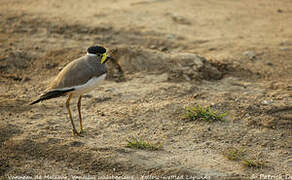 Yellow-wattled Lapwing