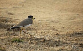 Yellow-wattled Lapwing