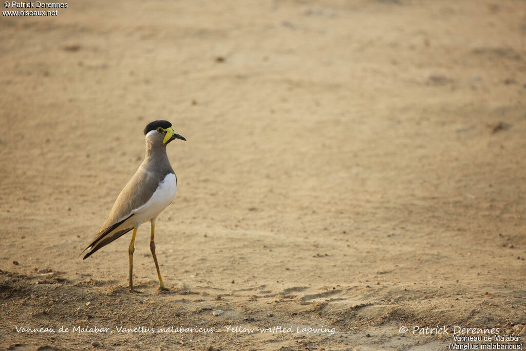 Yellow-wattled Lapwing, identification, habitat