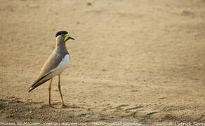 Yellow-wattled Lapwing