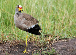 African Wattled Lapwing