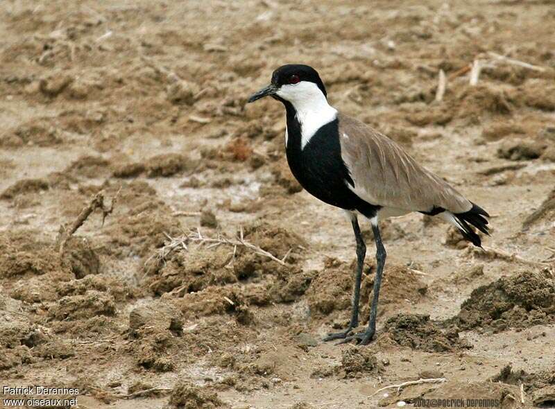 Spur-winged Lapwingadult, habitat, pigmentation