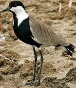 Spur-winged Lapwing