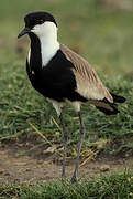 Spur-winged Lapwing