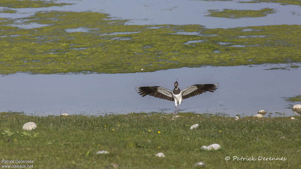 Northern Lapwingadult, habitat, Flight