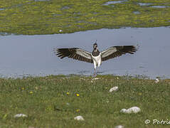 Northern Lapwing