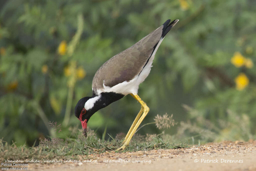 Red-wattled Lapwingadult, identification, feeding habits, fishing/hunting