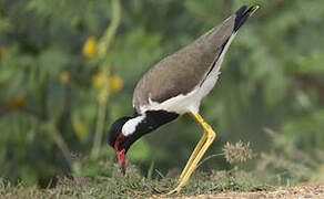 Red-wattled Lapwing