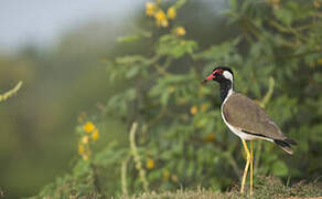 Red-wattled Lapwing