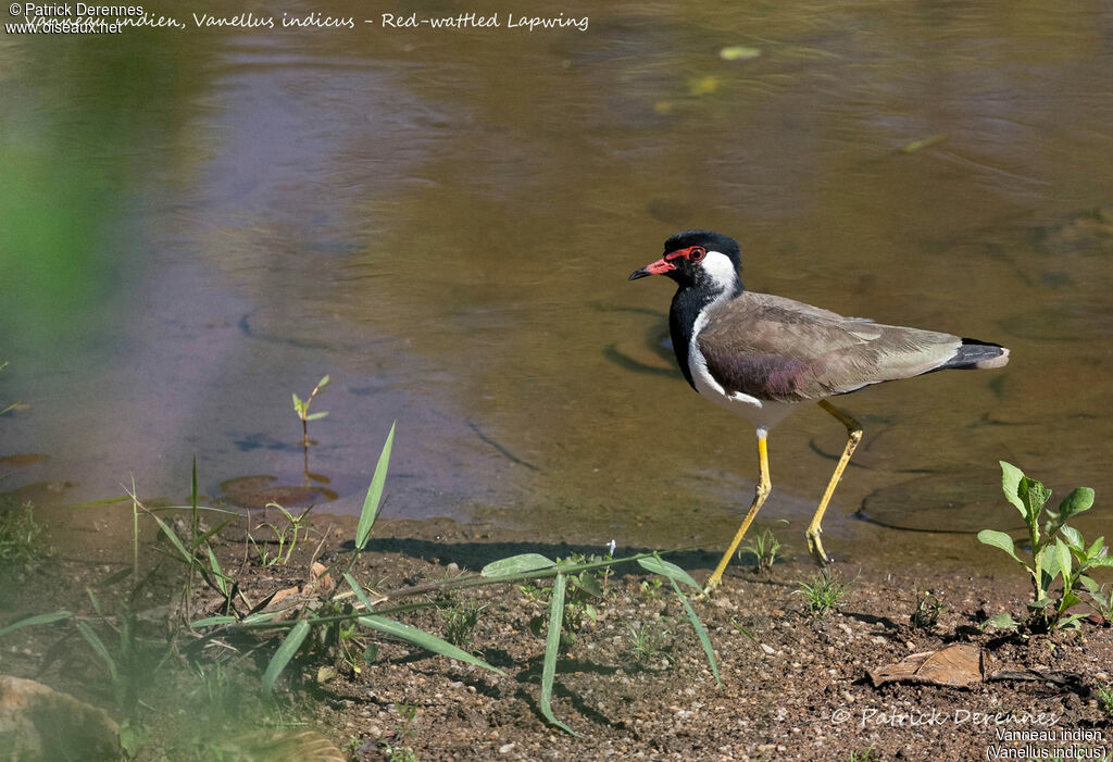 Red-wattled Lapwing, identification, habitat