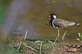 Red-wattled Lapwing