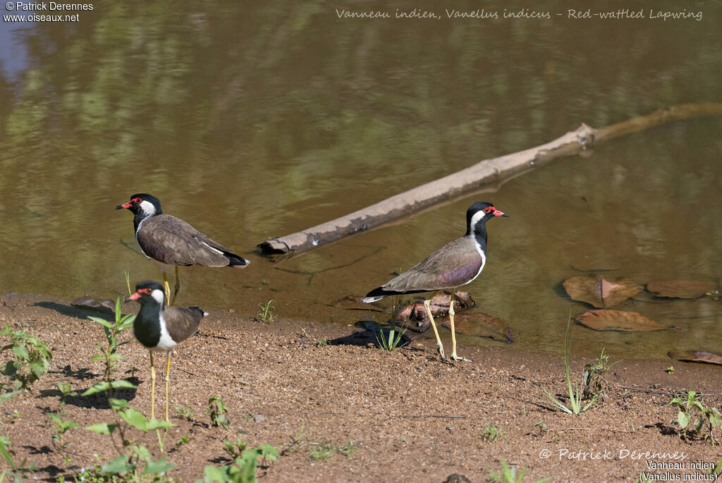 Vanneau indien, identification, habitat