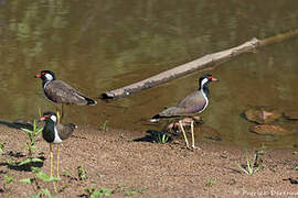 Red-wattled Lapwing