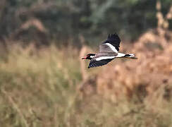 Red-wattled Lapwing