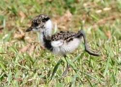 Southern Lapwing