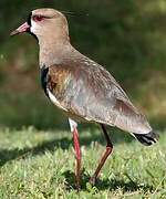 Southern Lapwing