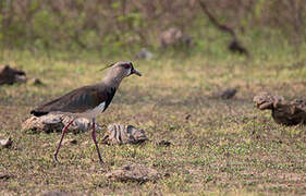 Southern Lapwing