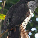 Vasa des Seychelles