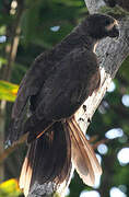 Seychelles Black Parrot