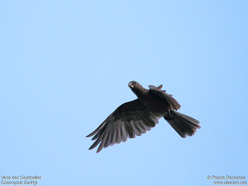Seychelles Black Parrot, identification, Flight, feeding habits