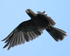 Seychelles Black Parrot