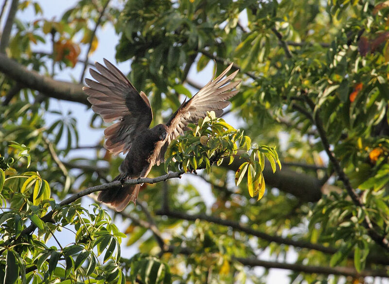 Seychelles Black Parrot, Flight