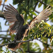 Seychelles Black Parrot