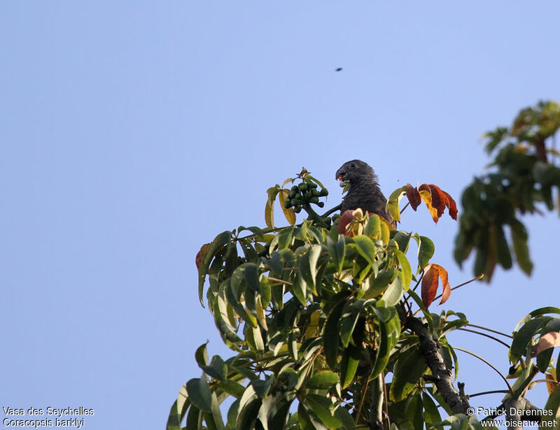 Seychelles Black Parrot, identification, feeding habits