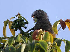 Seychelles Black Parrot