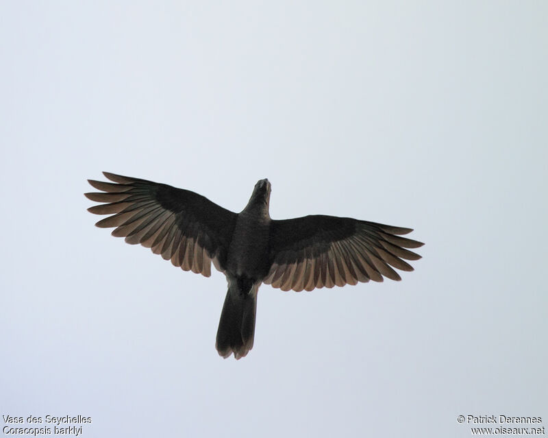 Seychelles Black Parrot, Flight