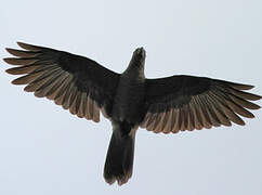 Seychelles Black Parrot