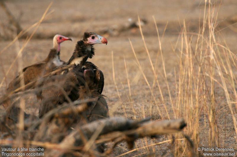 White-headed Vulturejuvenile