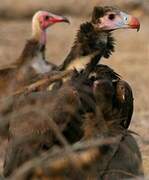 White-headed Vulture