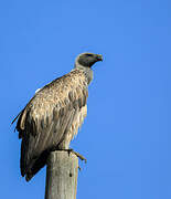 White-backed Vulture